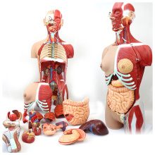 TORSO05 (12016) Medical Science 85cm 29 Partes Human Full Size Torso Modelo con medio cuerpo Músculos y órganos